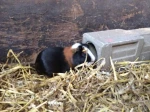Meerschweinchen_1_