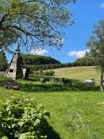 streicheltiere-4