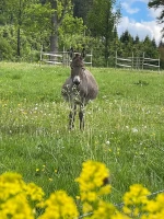 streicheltiere-5